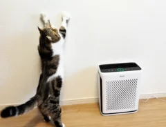 Levoit Vital 100S 空気清浄機の使用イメージ写真（撮影：grape編集部）