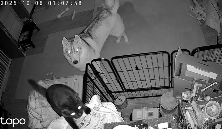 犬と猫の画像