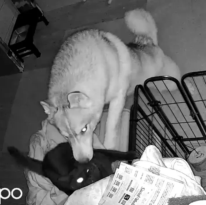 犬と猫の画像