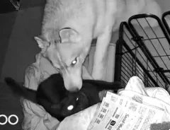 犬と猫の画像