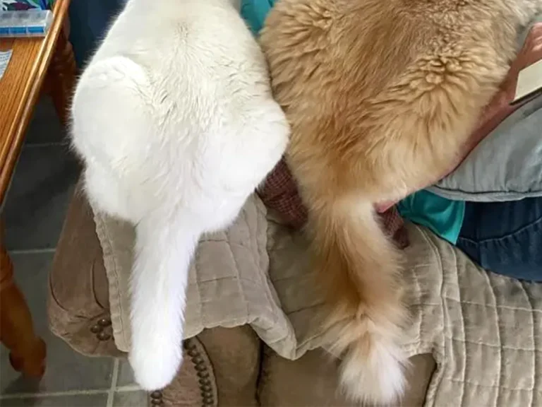 猫の写真