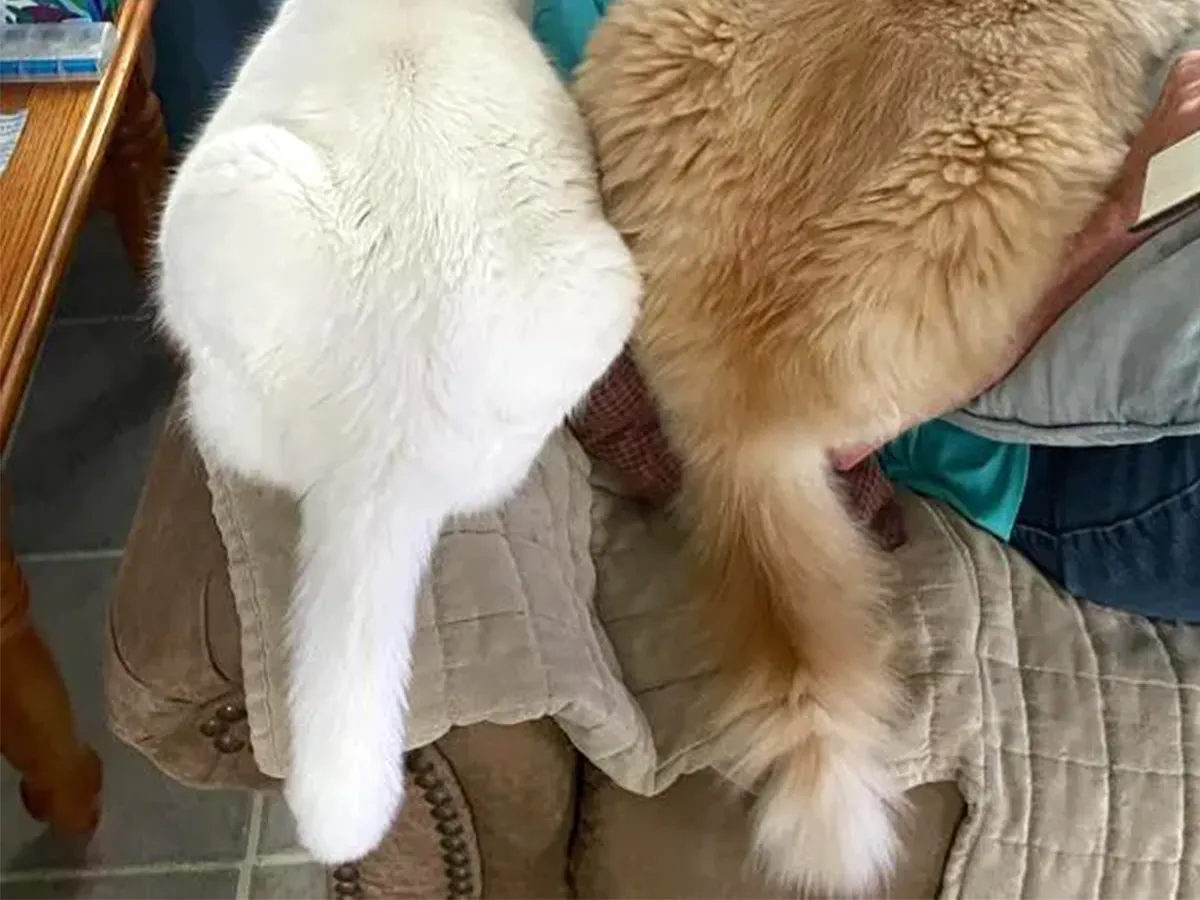 猫の写真