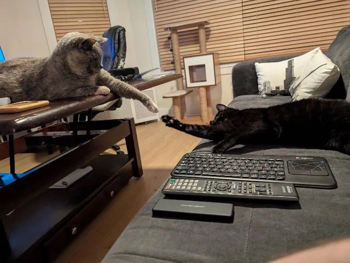 猫の写真