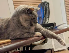 猫の写真