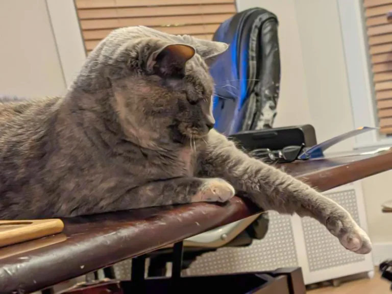 猫の写真