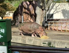 動物園の写真