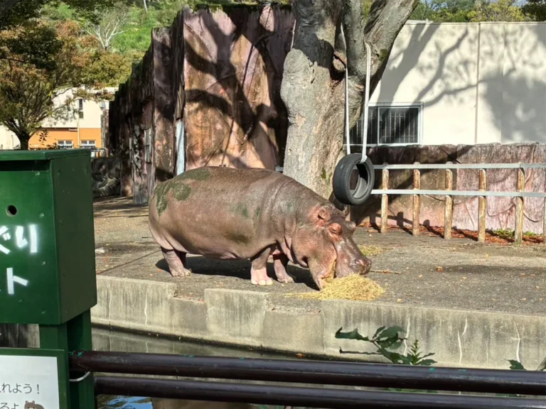 動物園の写真