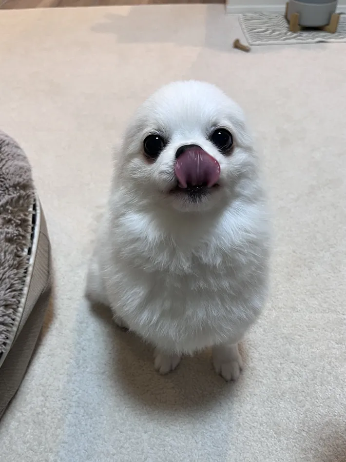 犬の写真