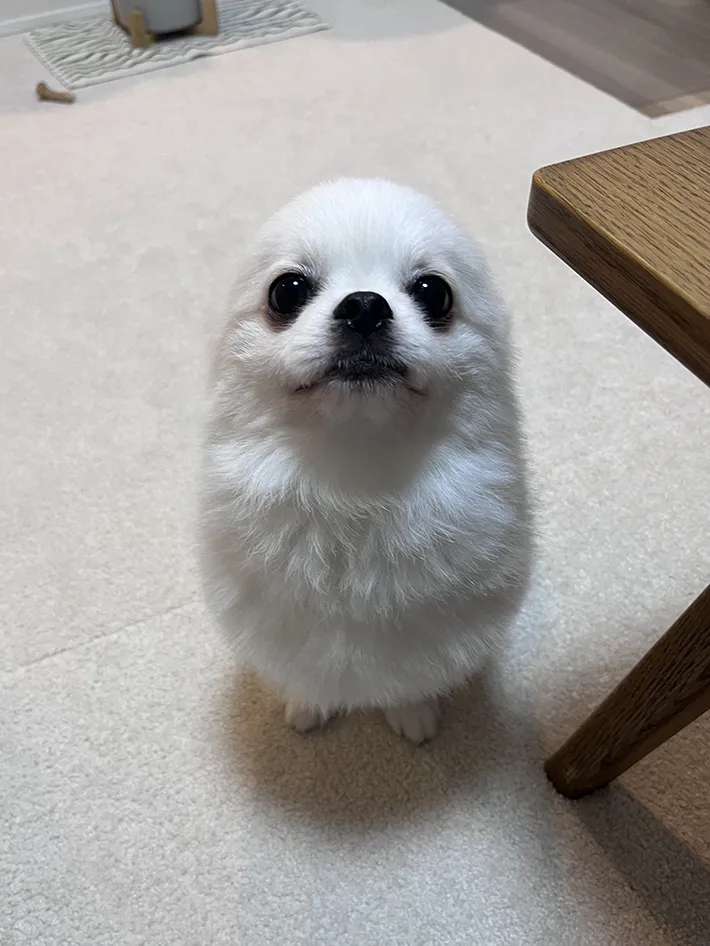 犬の写真