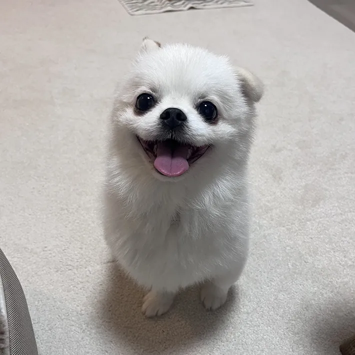 犬の写真