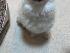 犬の写真