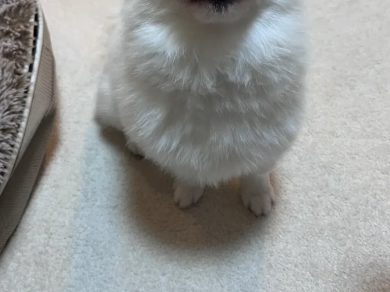 犬の写真
