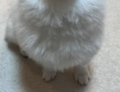 犬の写真
