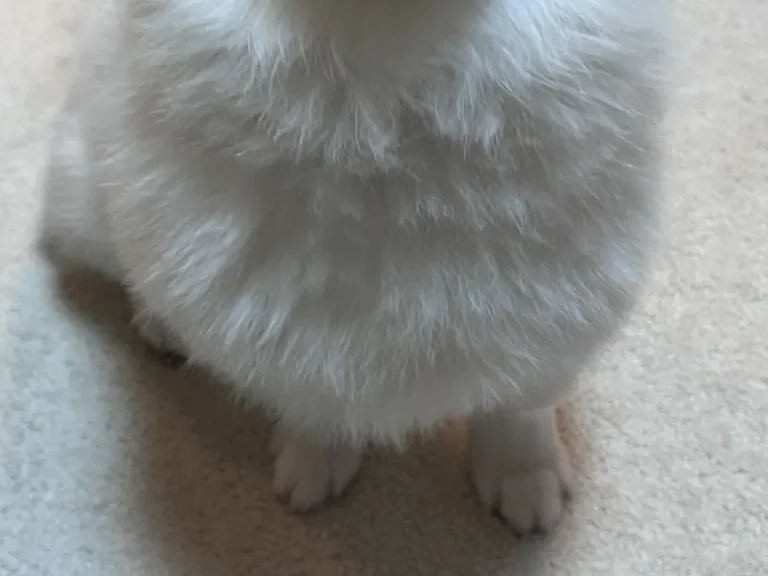 犬の写真
