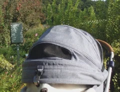 犬の楽ちゃん