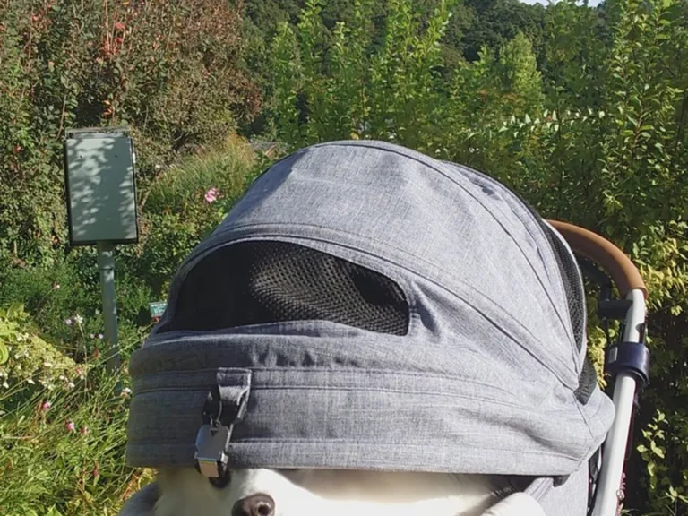 犬の楽ちゃん