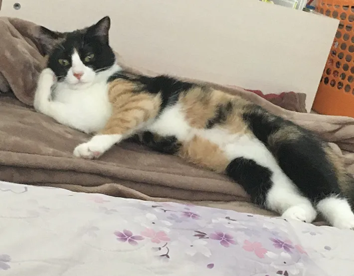 猫の画像