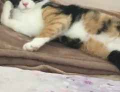 猫の画像