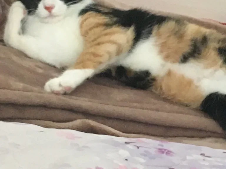 猫の画像