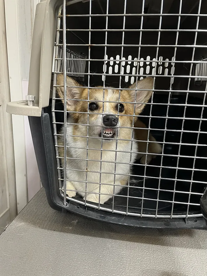 犬の画像