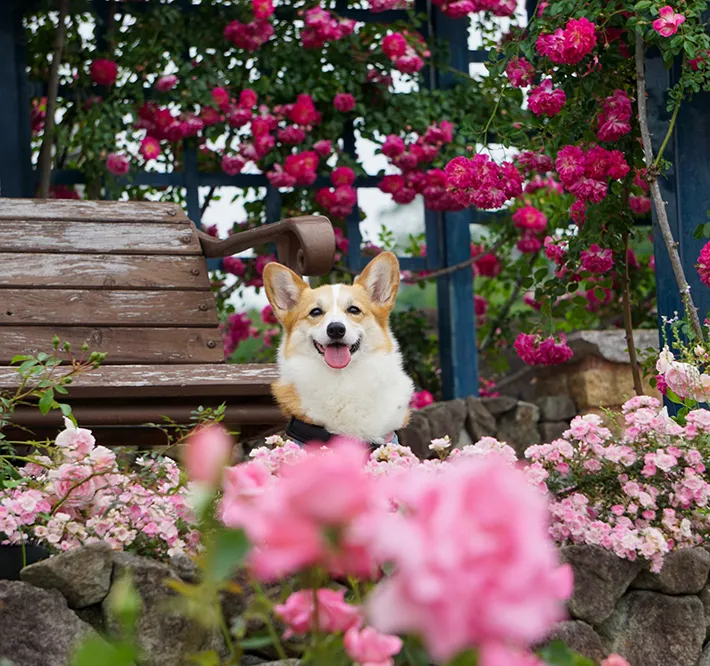 犬の画像