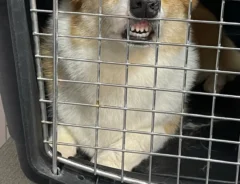 犬の画像