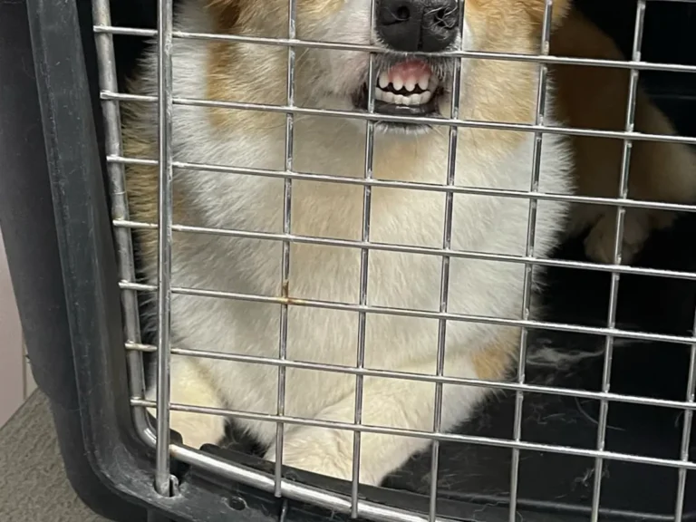 犬の画像