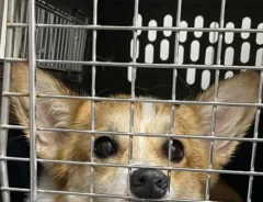 犬の画像