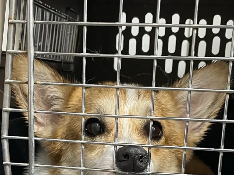 犬の画像