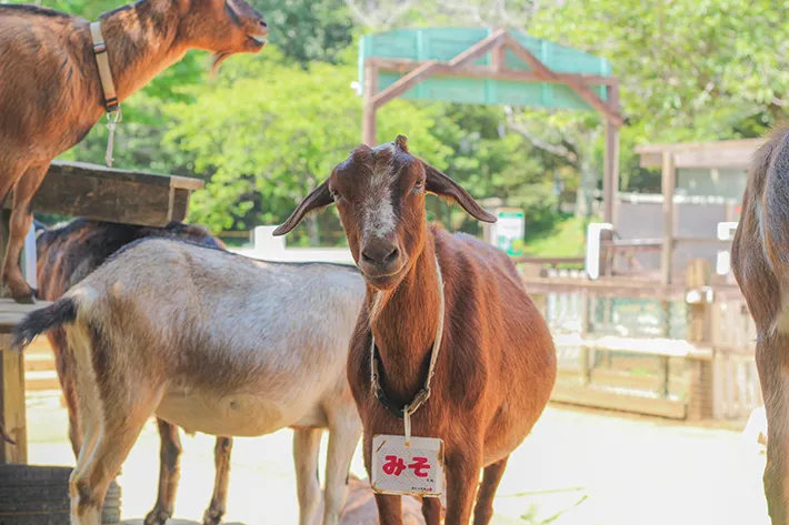 牧場で飼育される動物の写真（提供：成田ゆめ牧場）
