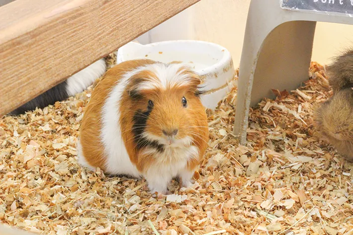 牧場で飼育される動物の写真（提供：成田ゆめ牧場）
