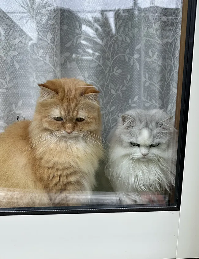 猫