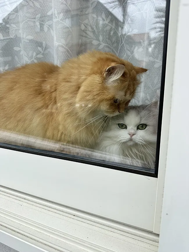 猫