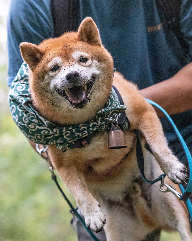 柴犬