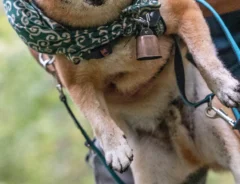 柴犬