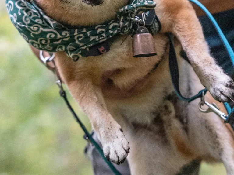 柴犬