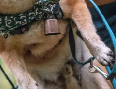 柴犬