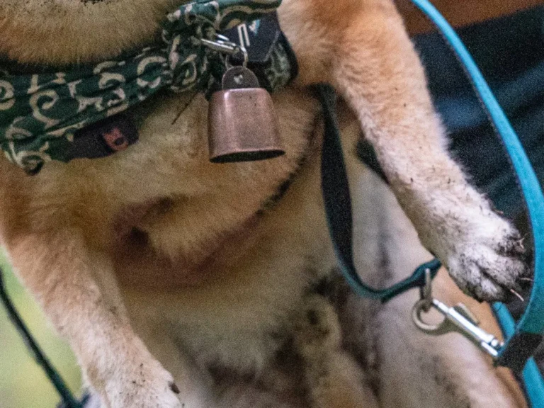 柴犬