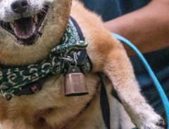 柴犬