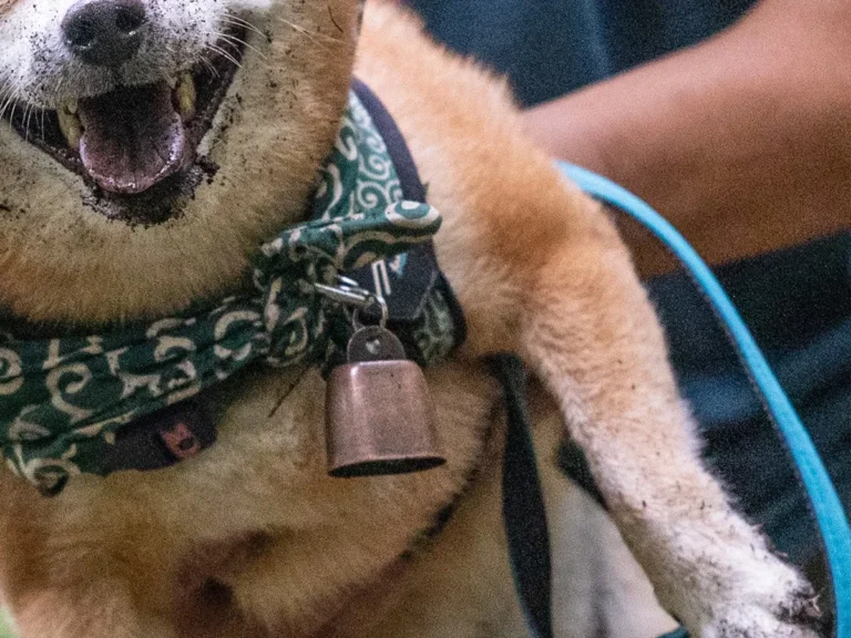 柴犬