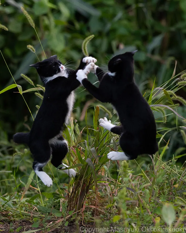 ジャンプする2匹の猫の写真