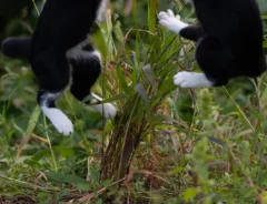 ジャンプする2匹の猫の写真