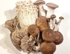 キノコの写真（撮影：grape編集部）