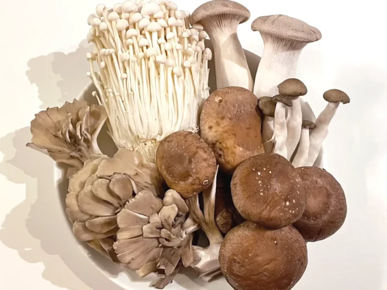 キノコの写真(撮影:grape編集部)