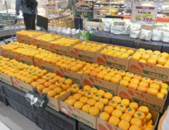 柿売り場の写真（撮影：grape編集部）