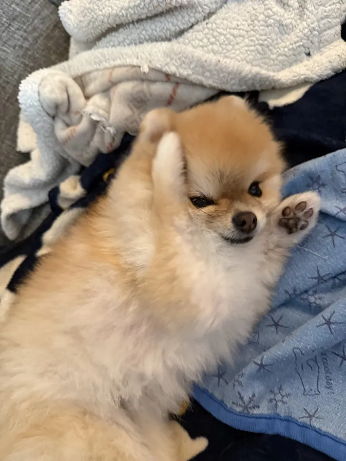 ポメラニアンの写真