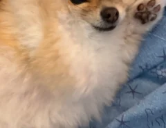 ポメラニアンの写真