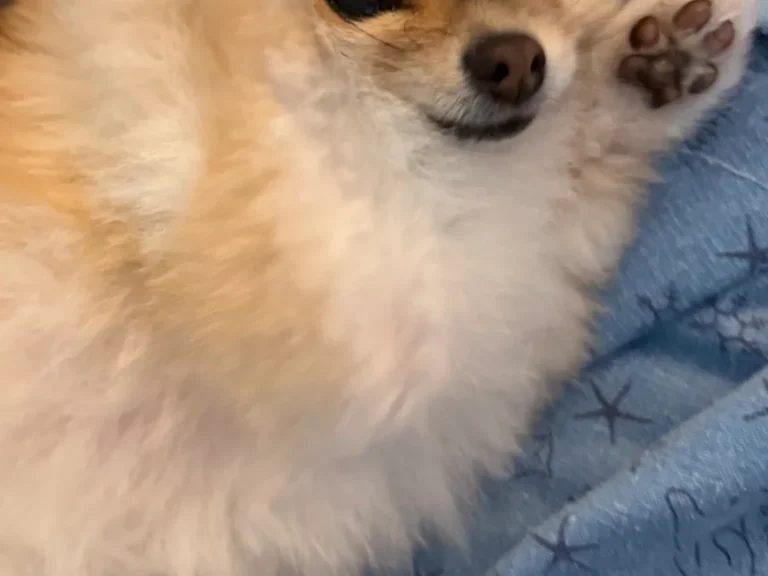 ポメラニアンの写真