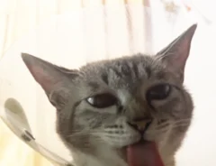 猫のつむぎちゃんの写真（撮影：grape編集部）