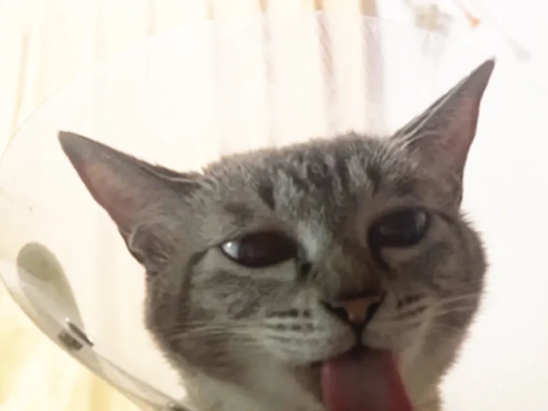 猫のつむぎちゃんの写真(撮影:grape編集部)